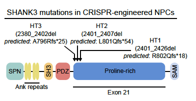 New publication in the journal ‘Stem Cell Research’