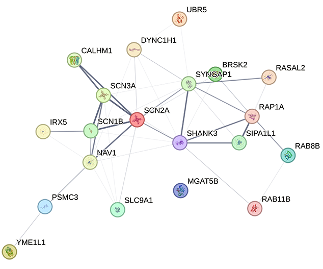 DB String Network AutismRiskGenes