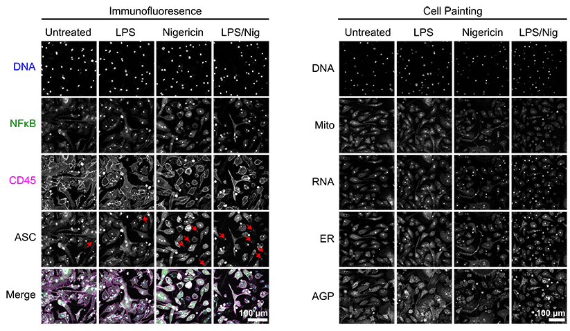 Microglia Overview
